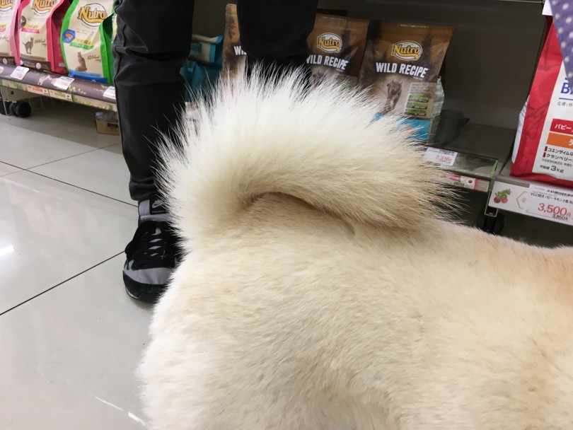 差尾のめるちゃん | 柴犬のしっぽを深堀り - 大倉山店