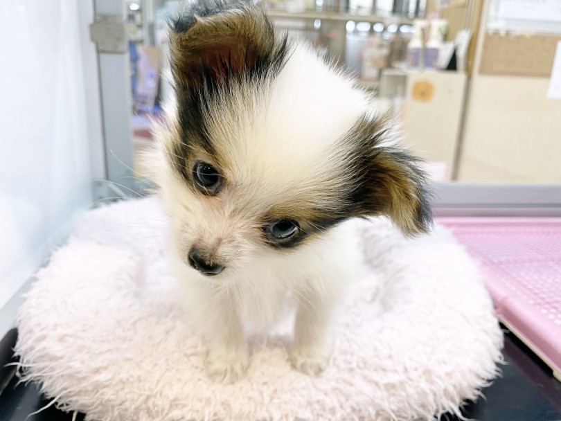 マリーアントワネットに愛された犬 | パピヨン （116386） - 下丸子店