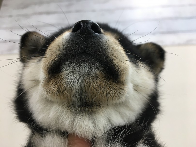 マズルが太短くて丸っこい | 柴犬 （713678） - 鶴見店