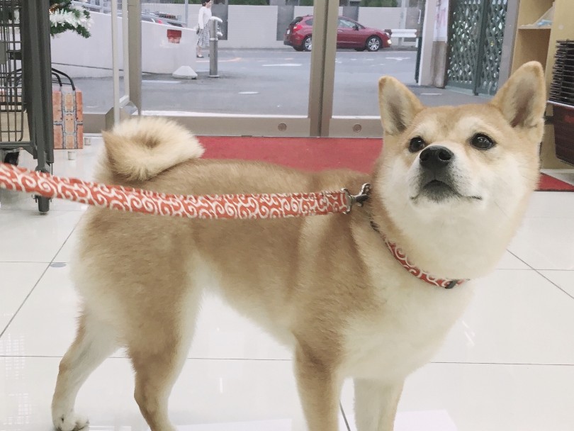 右二重巻きのハナマルキちゃん | 柴犬のしっぽを深堀り - 大倉山店
