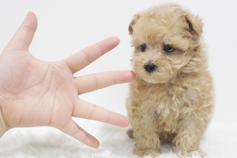 女性スタッフの手のひらと比べてみる | MIX犬 トイ・プードル × マルチーズ （11662） - 横浜 白楽店