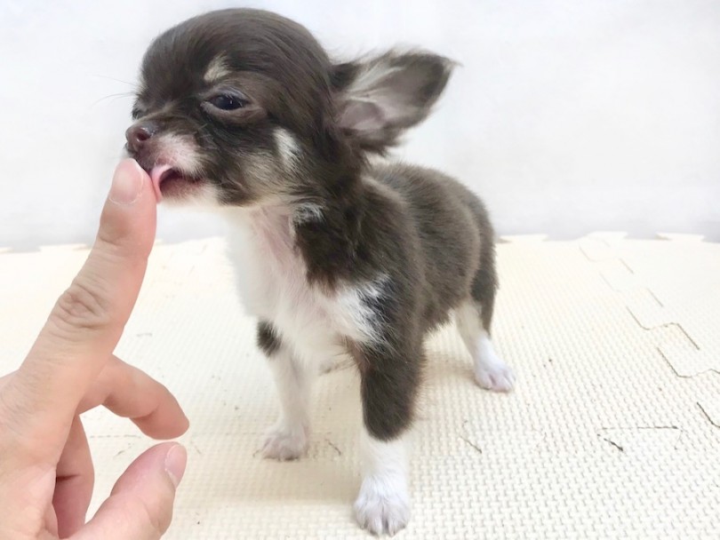 小さめチワワちゃんとの生活に必要な初めてセット | チワワ （120236） - 今宿店
