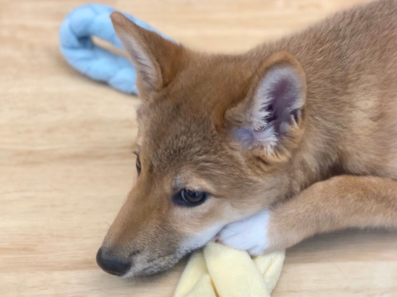 まん丸だったお顔もクールな印象が漂い始めました♡ | 柴犬 （311907） - 港北ニュータウン店