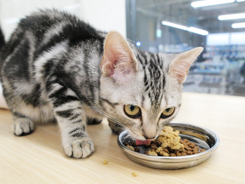 1. フードの香りを変える | わんこ＆にゃんこが食欲が落ちたときにやりるべきこと4選 - 梅島店