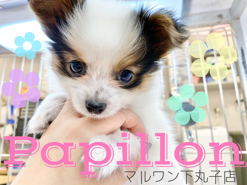 【 パピヨン 】あの王妃にも愛された、人懐っこくて華やかなパピヨンちゃん♪