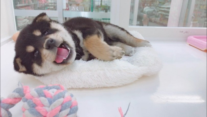 黒柴ちゃんとの生活 | 柴犬 （713678） - 鶴見店