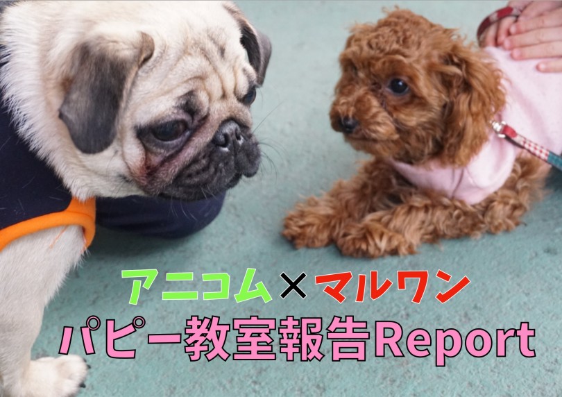 【 子犬の勉強 】アニコム協力パピー教室！抱っこ・おすわり・おいでの学習！