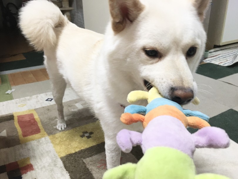 「ちょうだい」と言うと手の上にポコッと置く特技 | 犬のおもちゃ - 大倉山店