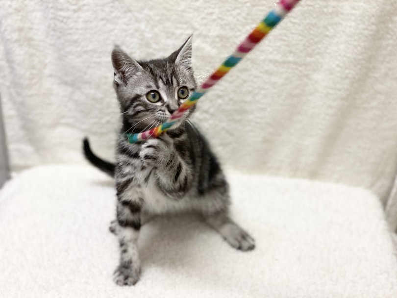 子猫の時はとくに戯れる遊びが大好きな時期 | アメリカンショートヘア （116384） - 下丸子店