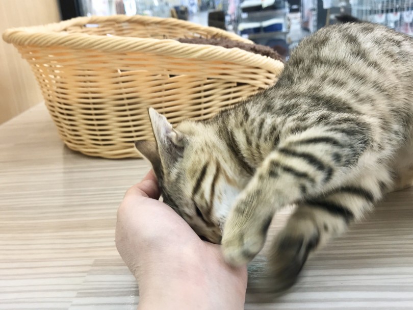 スリスリが強力な程写真がブレます（笑） | ベンガル （914526） - 志村坂下店