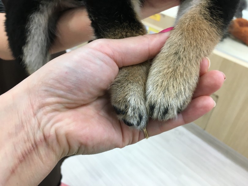 柴犬には大事なトレーニング！ | 柴犬 （713678） - 鶴見店