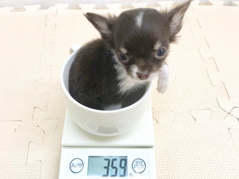 成犬時は1.5~2.5kg前後を予想 | チワワ （120236） - 今宿店