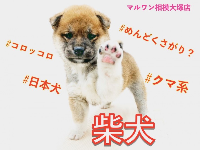 【 柴犬 】丸いシルエットのクマ系フェイス！遊び方は人間らしさが出ている！？