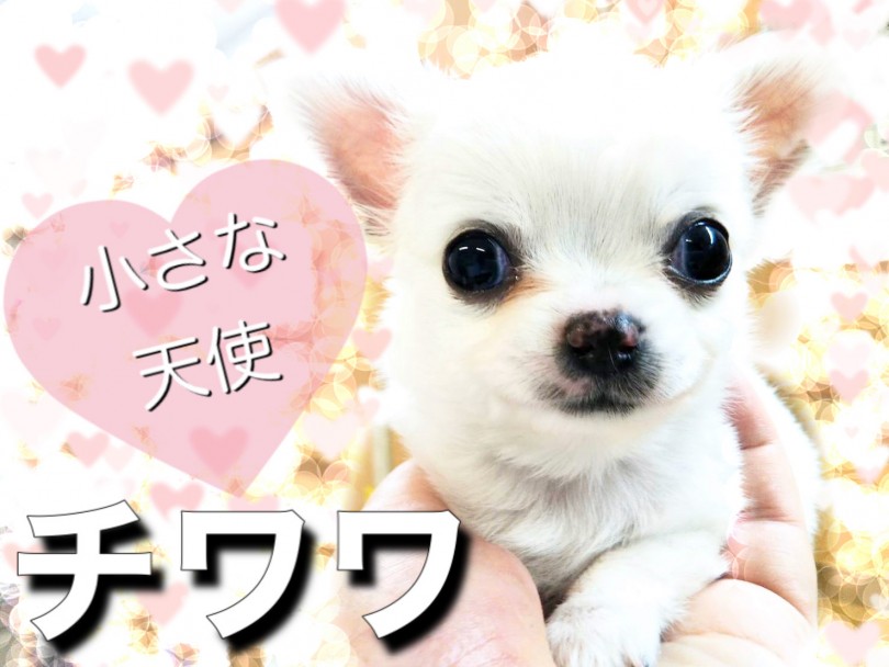 【 チワワ 】心ときめく魅惑の小さめチワワちゃん！