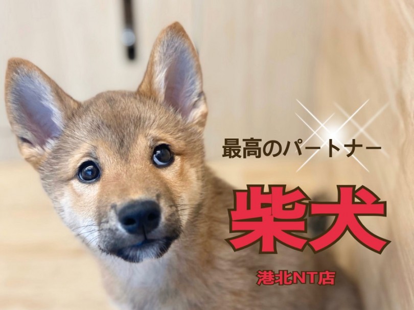 【 柴犬 】ブログ第2弾おっとりマイペース柴犬に成長♪現在お散歩の特訓中！