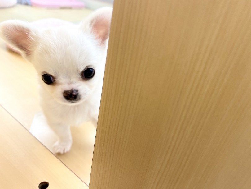 マルワンはお家にお迎えして頂いてからもサポートいたします。 | チワワ （城山店） - 118410