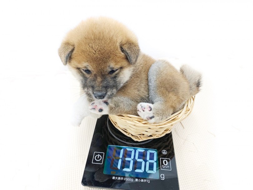 生後50日時点での体重は1358g | 柴犬 （814573） - 相模大塚店
