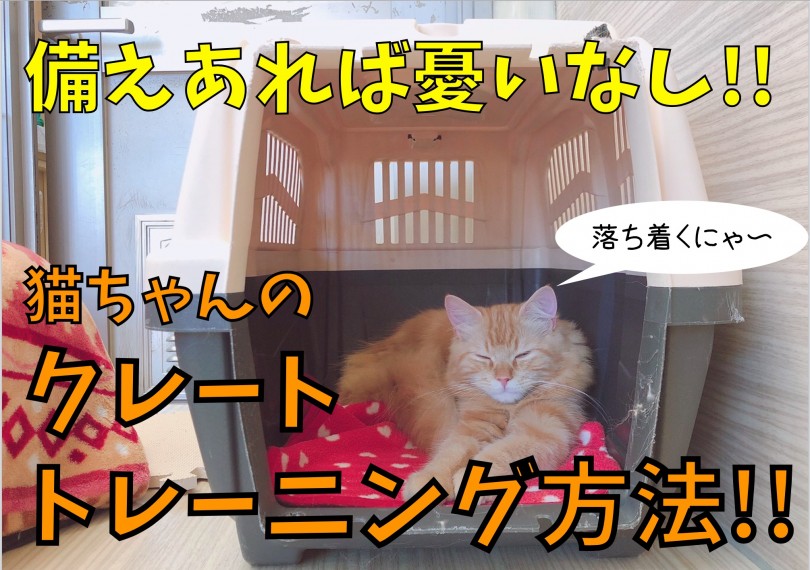【 猫トレーニング 】クレートトレーニングしておけば備えあれば憂いなし！！