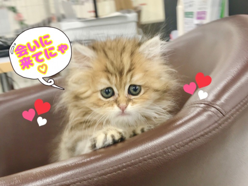 すべての方に自信を持ってお勧め出来るペルシャ君 | ペルシャ （914520） - 志村坂下店