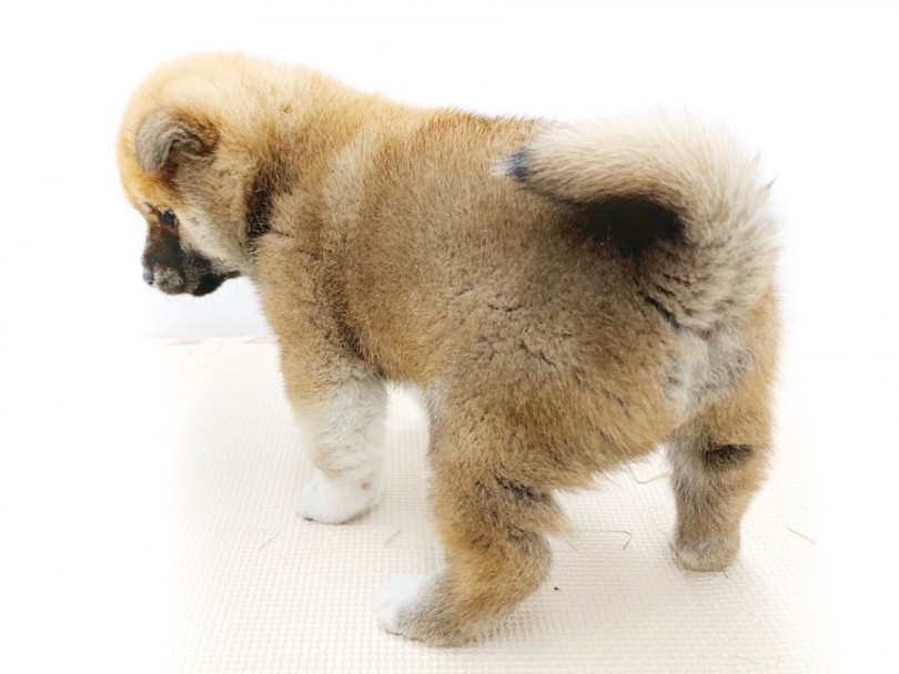 哀愁漂う後ろ姿 | 柴犬 （814573） - 相模大塚店