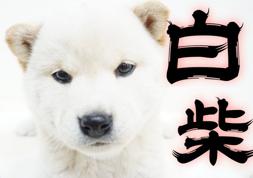 【 白柴 】散歩が楽しくなる！たぬき顔柴ちゃんの桃尻は飼い主様だけの絶景！