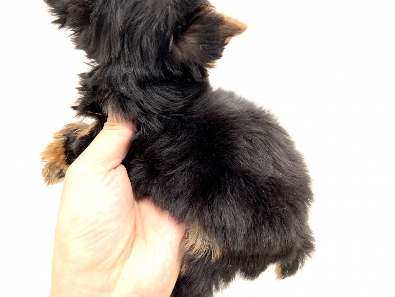 子犬らしからぬシルキーな光沢のある被毛 | ヨークシャーテリア （150042） - 東川口店