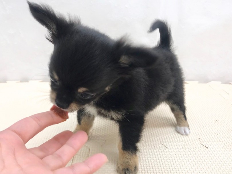 低血糖予防にはサプリメントジェル | チワワ （120232） - 今宿店