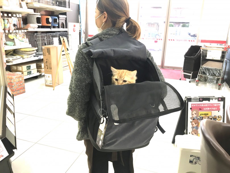 時間をかけてゆっくり楽しみながらトレーニングしてみてください | クレートトレーニング - 猫トレーニング