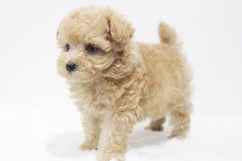 マルプーくんは何かがずっと気になっている様子 | MIX犬 トイ・プードル × マルチーズ （11662） - 横浜 白楽店