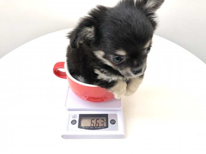 将来的には1.5～3.0kgぐらいを予想 | チワワ （512631） - 本羽田店