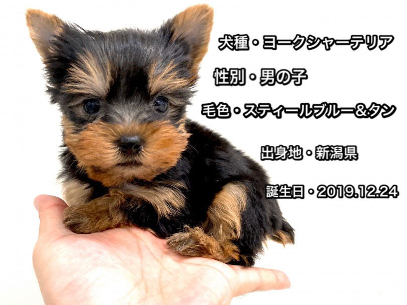 パーソナルデータ | ヨークシャーテリア （150042） - 東川口店