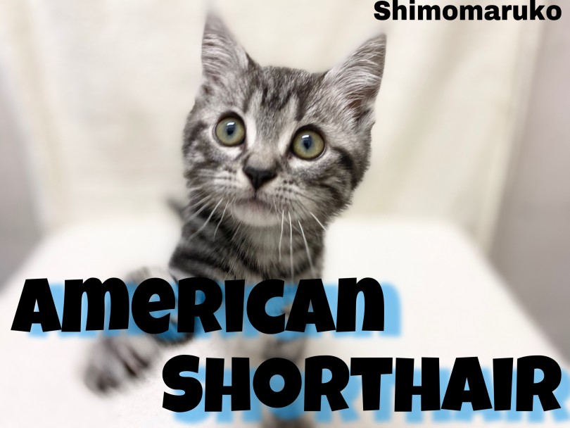 【 アメリカンショートヘア 】根強い人気のイケメンにゃんこ参上！