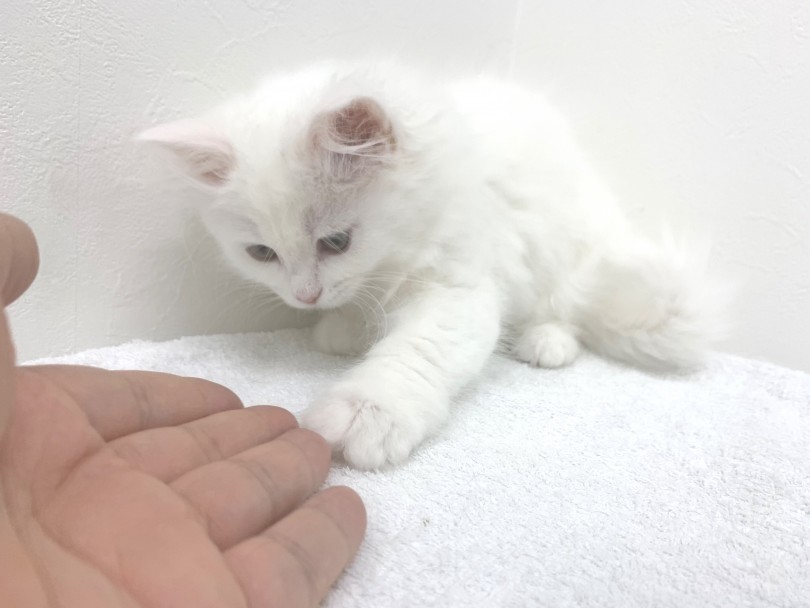 撮影中もずーっとゴロゴロが止まらないご様子 | ノルウェージャンフォレストキャット (140316) - 横浜 元町店