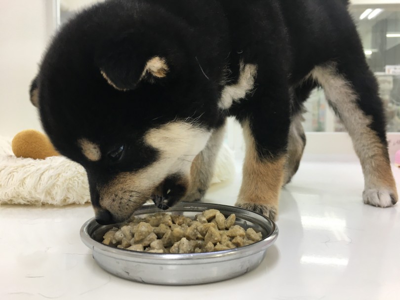 元気の源！！ご飯を食べて大きくなろう！！ | 柴犬 （713678） - 鶴見店