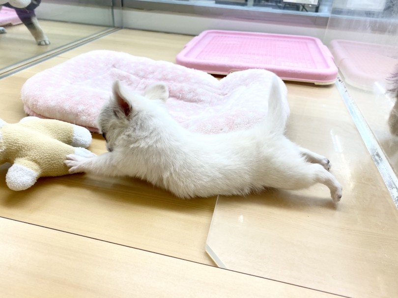 視線の先におもちゃを発見 | チワワ （城山店） - 118410