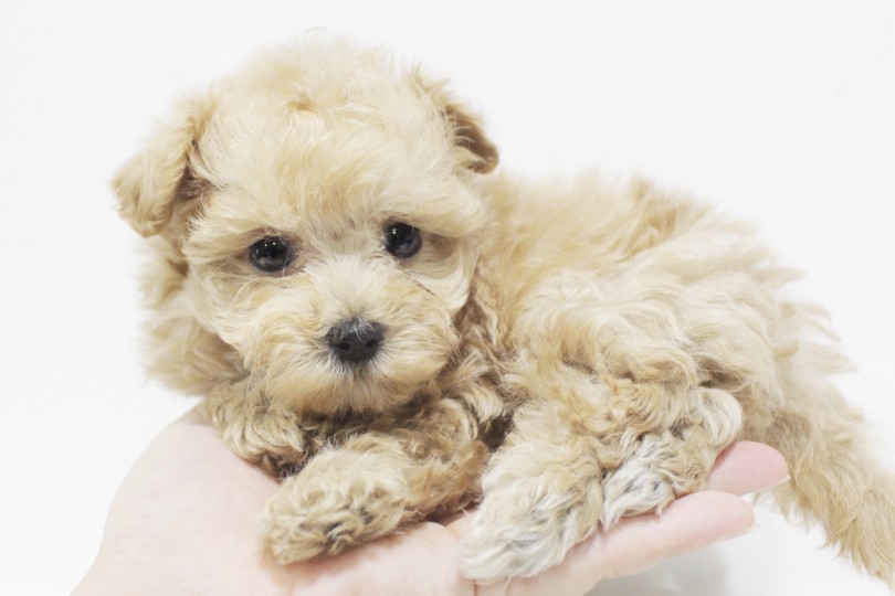 両親共に小さめサイズ | MIX犬 トイ・プードル × マルチーズ （11662） - 横浜 白楽店