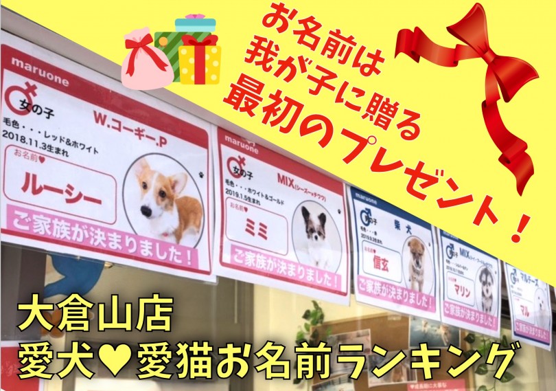 【 大倉山店愛犬・愛猫名前ランキング 】お名前は我が子に贈る最初のプレゼント！