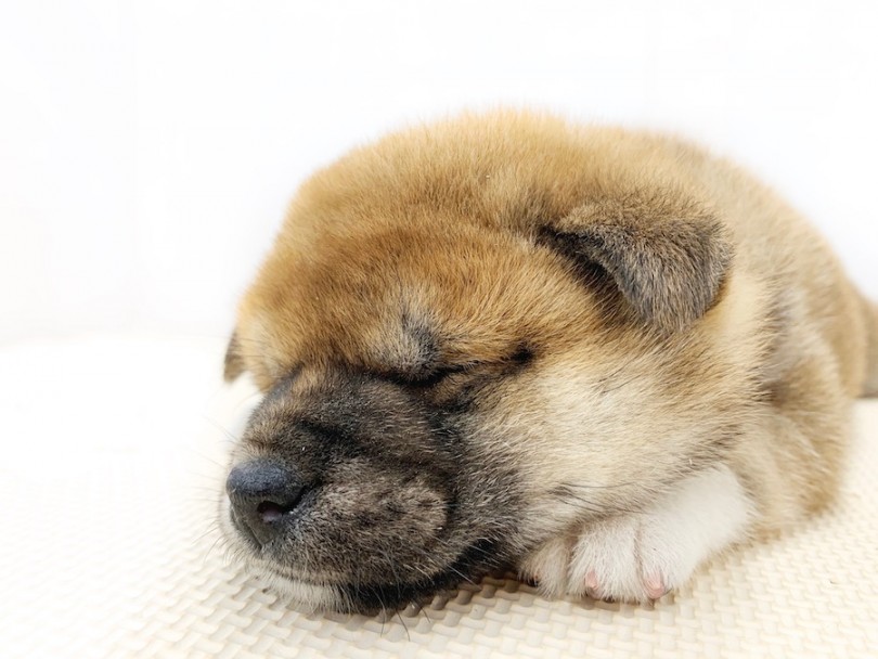 寝姿すらも愛おしい | 柴犬 （814573） - 相模大塚店