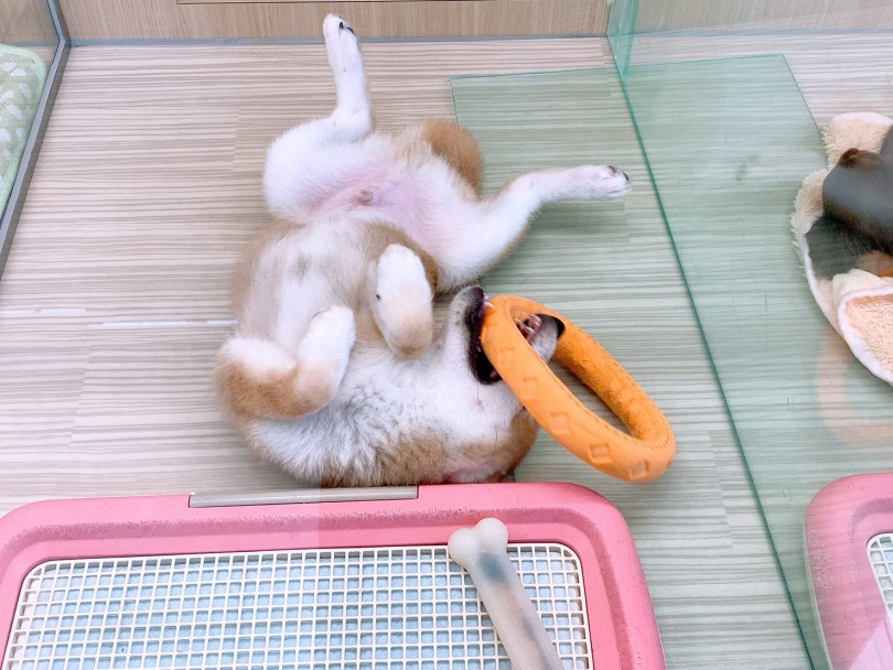 ガジガジ長く噛めるタイプ | 犬のおもちゃ - 大倉山店