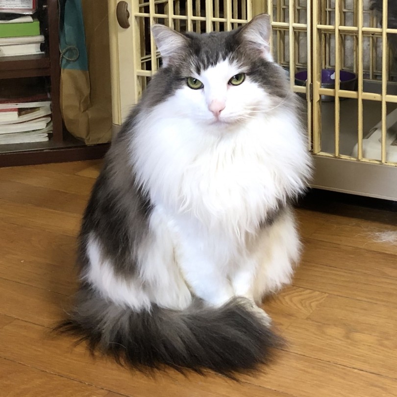 2年間上手い事毛玉を作らないと、ここまでゴージャスになってくれますよ | ノルウェージャンフォレストキャット （130168） - 高井戸店