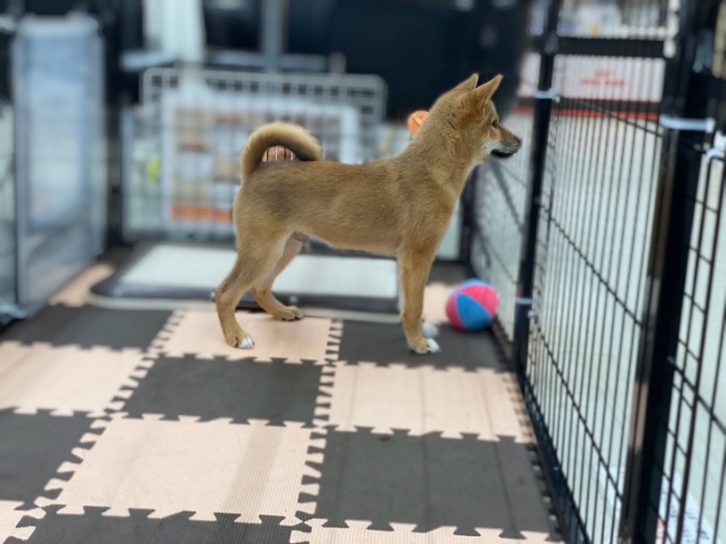 日本犬らしくなりました | 柴犬 （311907） - 港北ニュータウン店