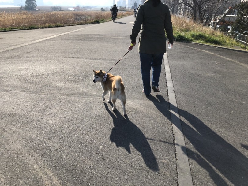 たくさんのワンちゃんがお散歩してました！ | 多摩川河川敷 オススメお散歩コース - 本羽田店