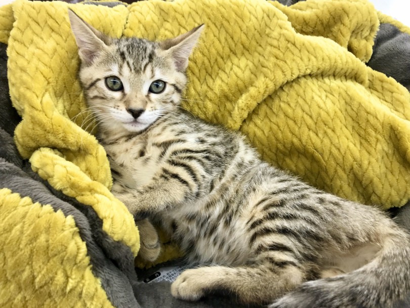 憧れのネコちゃんとの生活を是非この子と始めてみませんか？ | ベンガル （914526） - 志村坂下店