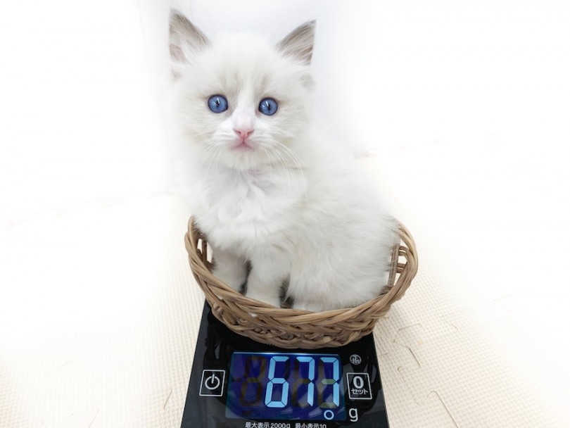 生後50日時点での体重は677g | ラグドール （814576） - 相模大塚店