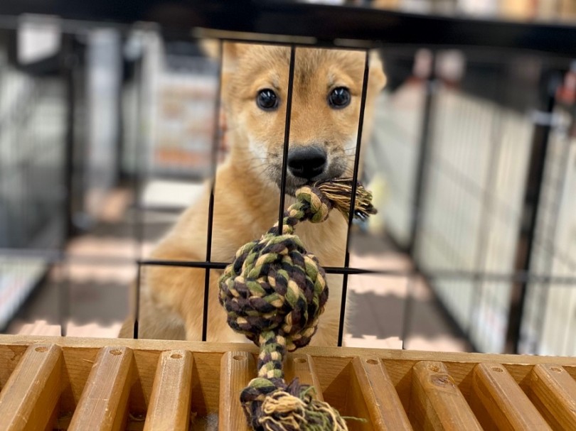 4ヶ月になりました | 柴犬 （311907） - 港北ニュータウン店