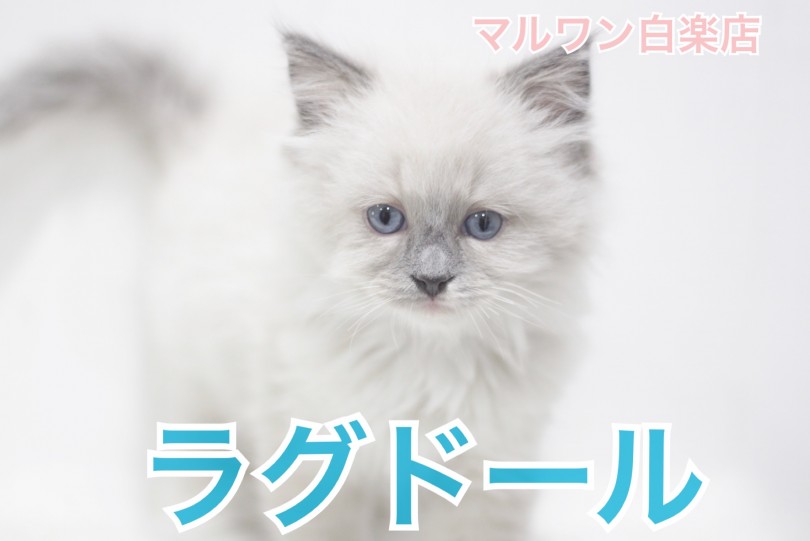 【 ラグドール 】ぬいぐるみの名を持つ子猫！！特技は甘えること！？