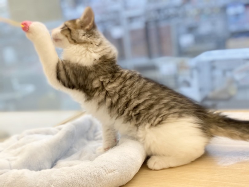 仮面のようにハチワレ状に入ったカラー | ノルウェージャンフォレストキャット （311909） - 港北ニュータウン店