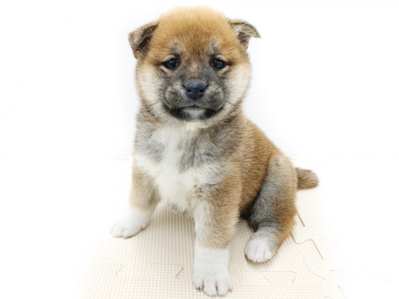 チャームポイントが盛りだくさん！ | 柴犬 （814573） - 相模大塚店