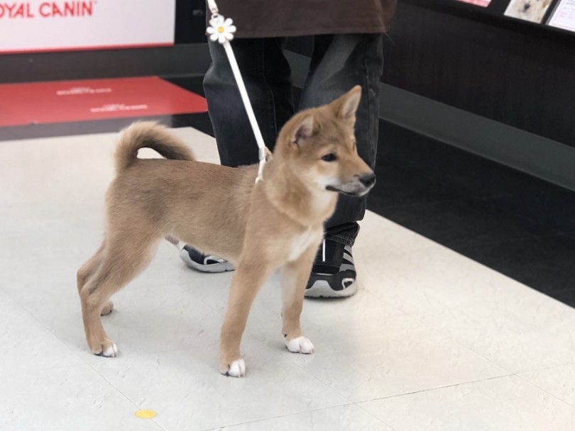 お散歩トレーニングをスタートしました | 柴犬 （311907） - 港北ニュータウン店