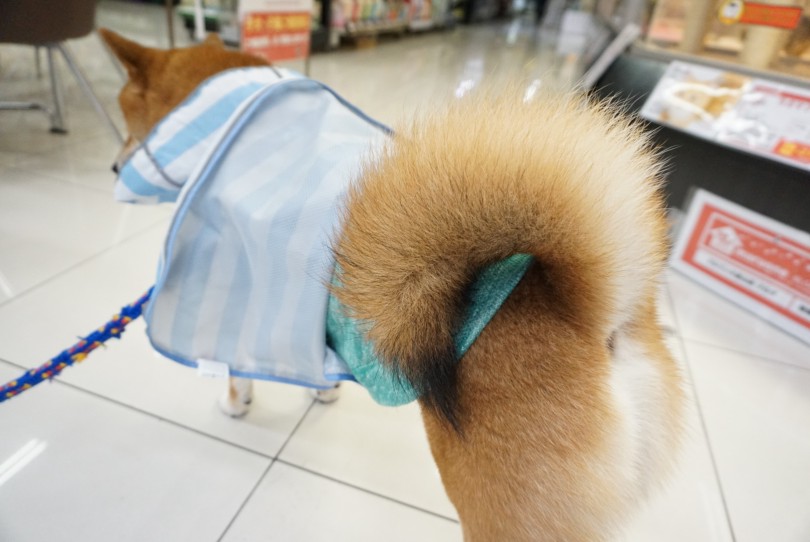左尾のちくわくん | 柴犬のしっぽを深堀り - 大倉山店
